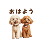 毛色いろいろ！感情いっぱいトイプードル（個別スタンプ：1）