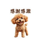 毛色いろいろ！感情いっぱいトイプードル（個別スタンプ：4）