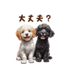 毛色いろいろ！感情いっぱいトイプードル（個別スタンプ：6）