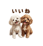 毛色いろいろ！感情いっぱいトイプードル（個別スタンプ：8）
