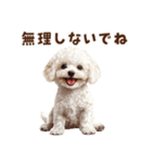毛色いろいろ！感情いっぱいトイプードル（個別スタンプ：9）