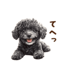 毛色いろいろ！感情いっぱいトイプードル（個別スタンプ：12）