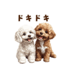 毛色いろいろ！感情いっぱいトイプードル（個別スタンプ：13）