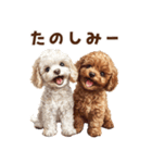 毛色いろいろ！感情いっぱいトイプードル（個別スタンプ：15）
