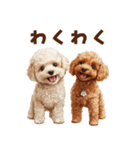 毛色いろいろ！感情いっぱいトイプードル（個別スタンプ：16）