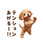 毛色いろいろ！感情いっぱいトイプードル（個別スタンプ：19）