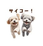 毛色いろいろ！感情いっぱいトイプードル（個別スタンプ：20）