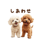毛色いろいろ！感情いっぱいトイプードル（個別スタンプ：21）