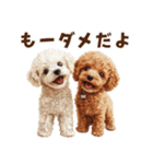 毛色いろいろ！感情いっぱいトイプードル（個別スタンプ：31）