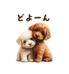 毛色いろいろ！感情いっぱいトイプードル（個別スタンプ：37）