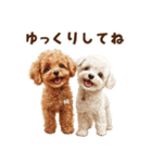 毛色いろいろ！感情いっぱいトイプードル（個別スタンプ：38）
