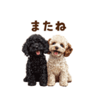 毛色いろいろ！感情いっぱいトイプードル（個別スタンプ：39）