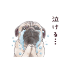 わんこなやつら7（個別スタンプ：16）