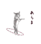 わんこなやつら7（個別スタンプ：30）
