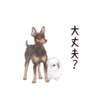 わんこなやつら7（個別スタンプ：37）
