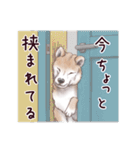 わんこなやつら7（個別スタンプ：39）