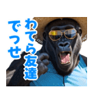 サングラスしたゴリラの夏【関西弁】（個別スタンプ：22）
