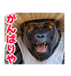 サングラスしたゴリラの夏【関西弁】（個別スタンプ：39）
