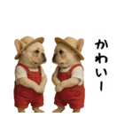 お犬様の吹き出しスタンプ（個別スタンプ：4）