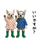 お犬様の吹き出しスタンプ（個別スタンプ：19）