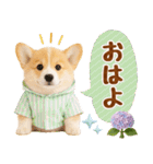 大人可愛い癒しコーギーの梅雨の敬語（個別スタンプ：2）