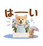 大人可愛い癒しコーギーの梅雨の敬語（個別スタンプ：3）