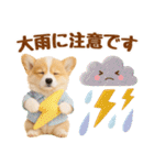 大人可愛い癒しコーギーの梅雨の敬語（個別スタンプ：14）