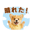 大人可愛い癒しコーギーの梅雨の敬語（個別スタンプ：16）