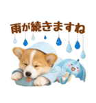 大人可愛い癒しコーギーの梅雨の敬語（個別スタンプ：21）