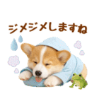大人可愛い癒しコーギーの梅雨の敬語（個別スタンプ：23）
