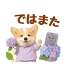 大人可愛い癒しコーギーの梅雨の敬語（個別スタンプ：31）