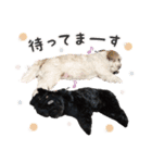 ルル＆レアの日常（個別スタンプ：19）