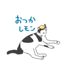 福を呼ぶ！！かぎしっぽねこ大ちゃんの夏（個別スタンプ：12）