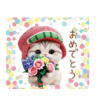 かわいいスイカ帽ねこ 使える 状況＆日常（個別スタンプ：6）