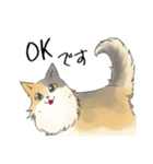 日常使いの長毛猫（個別スタンプ：1）