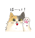 日常使いの長毛猫（個別スタンプ：2）