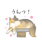 日常使いの長毛猫（個別スタンプ：6）