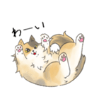 日常使いの長毛猫（個別スタンプ：7）