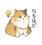 日常使いの長毛猫（個別スタンプ：8）