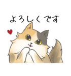 日常使いの長毛猫（個別スタンプ：9）