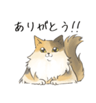 日常使いの長毛猫（個別スタンプ：11）