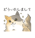 日常使いの長毛猫（個別スタンプ：12）