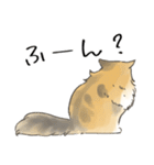 日常使いの長毛猫（個別スタンプ：19）