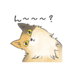 日常使いの長毛猫（個別スタンプ：20）