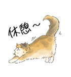 日常使いの長毛猫（個別スタンプ：22）