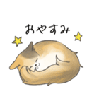 日常使いの長毛猫（個別スタンプ：28）