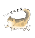 日常使いの長毛猫（個別スタンプ：30）