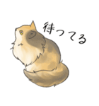 日常使いの長毛猫（個別スタンプ：32）
