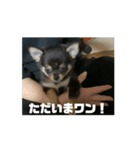 ラブちゃんのお は な し（個別スタンプ：4）