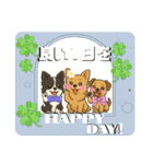 仲良しチワワんずのhappyスタンプ（個別スタンプ：11）